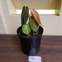 Load image into Gallery viewer, #96 Philodendron Melanochrysum