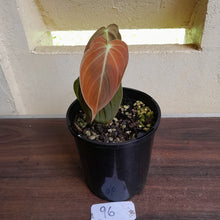 Load image into Gallery viewer, #96 Philodendron Melanochrysum