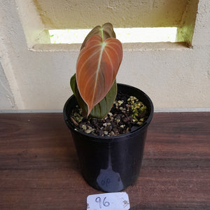 #96 Philodendron Melanochrysum