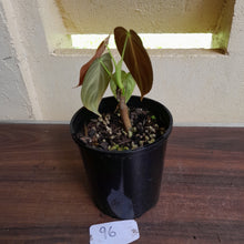 Load image into Gallery viewer, #96 Philodendron Melanochrysum