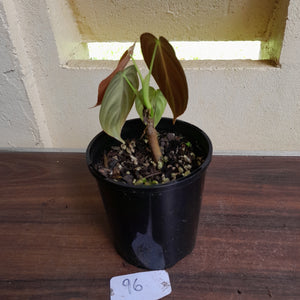 #96 Philodendron Melanochrysum