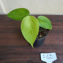 Load image into Gallery viewer, #i62 Philodendron Equatorial Flat Leaf