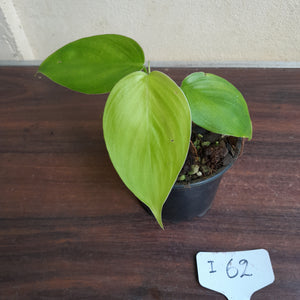 #i62 Philodendron Equatorial Flat Leaf