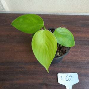 #i62 Philodendron Equatorial Flat Leaf