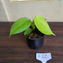Load image into Gallery viewer, #i62 Philodendron Equatorial Flat Leaf