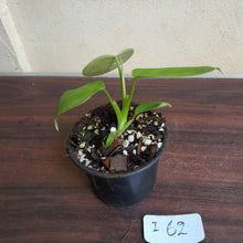 Load image into Gallery viewer, #i62 Philodendron Equatorial Flat Leaf