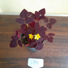 Load image into Gallery viewer, #114 Oxalis Hedysaroides - Fire Fern