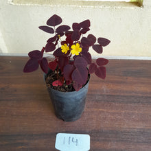 Load image into Gallery viewer, #114 Oxalis Hedysaroides - Fire Fern