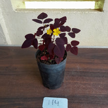 Load image into Gallery viewer, #114 Oxalis Hedysaroides - Fire Fern