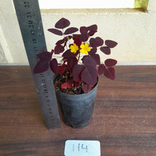Load image into Gallery viewer, #114 Oxalis Hedysaroides - Fire Fern