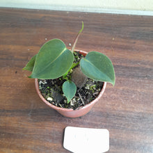 Load image into Gallery viewer, #P4 Philodendron Lupinum