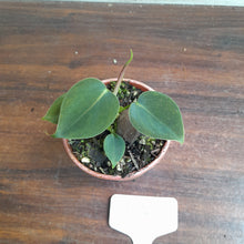 Load image into Gallery viewer, #P4 Philodendron Lupinum