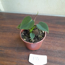 Load image into Gallery viewer, #P4 Philodendron Lupinum