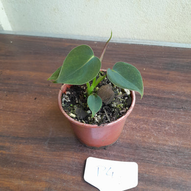 #P4 Philodendron Lupinum