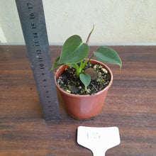 Load image into Gallery viewer, #P4 Philodendron Lupinum