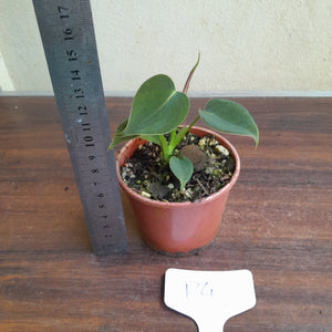 #P4 Philodendron Lupinum