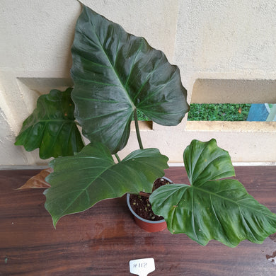 #H118 Philodendron Corsinianum / Bronze Shield