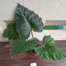 Load image into Gallery viewer, #H118 Philodendron Corsinianum / Bronze Shield