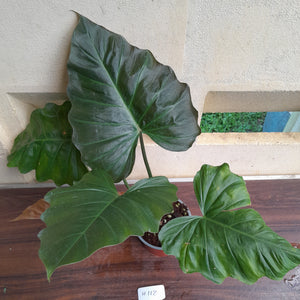 #H118 Philodendron Corsinianum / Bronze Shield