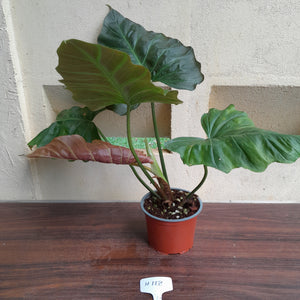 #H118 Philodendron Corsinianum / Bronze Shield