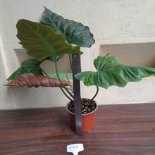 Load image into Gallery viewer, #H118 Philodendron Corsinianum / Bronze Shield