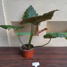 Load image into Gallery viewer, #H118 Philodendron Corsinianum / Bronze Shield