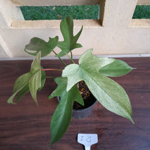 Load image into Gallery viewer, #i8 Philodendron Florida Ghost