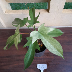 #i8 Philodendron Florida Ghost