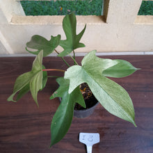 Load image into Gallery viewer, #i8 Philodendron Florida Ghost
