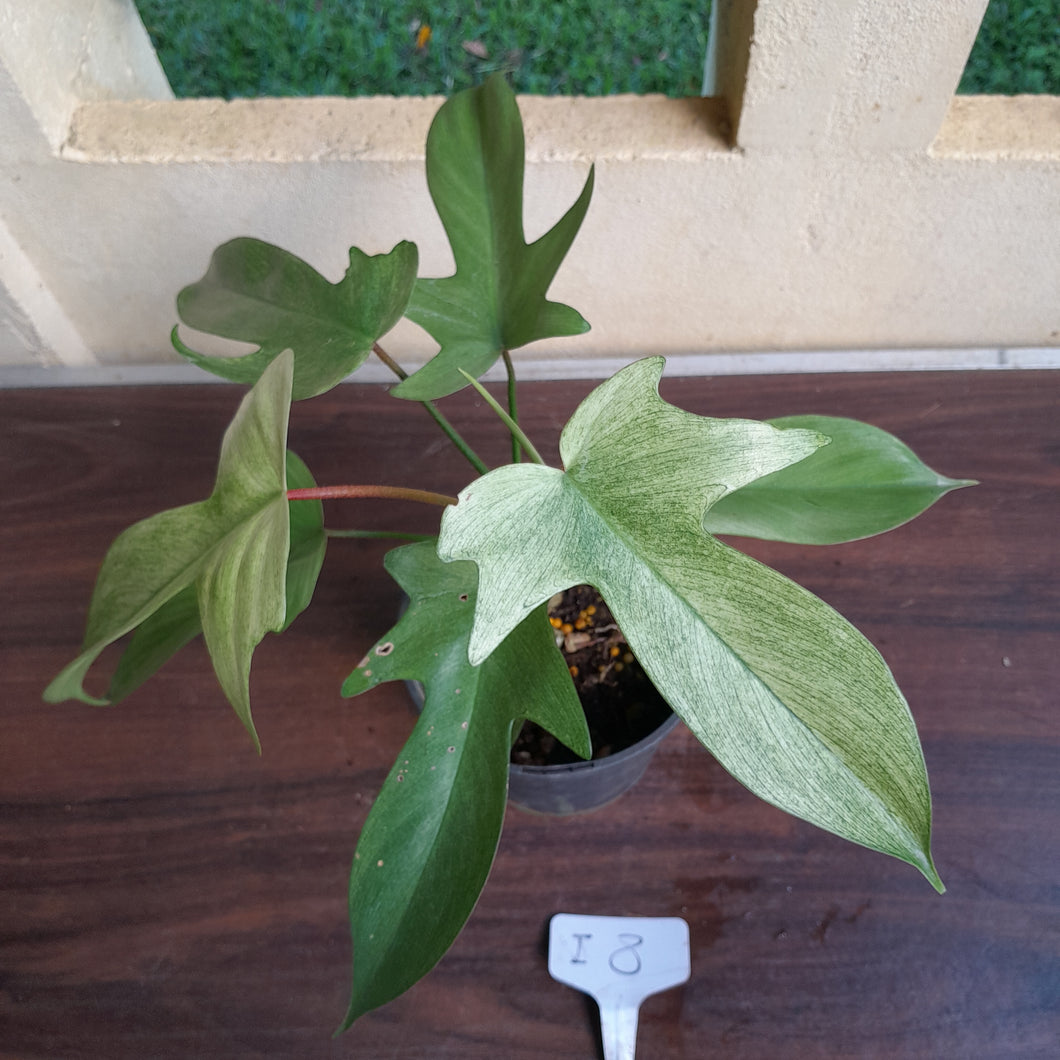 #i8 Philodendron Florida Ghost