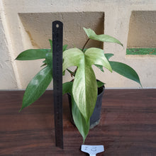 Load image into Gallery viewer, #i8 Philodendron Florida Ghost