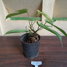 Load image into Gallery viewer, #i8 Philodendron Florida Ghost