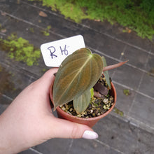 Load image into Gallery viewer, #R116 Philodendron Melanochrysum