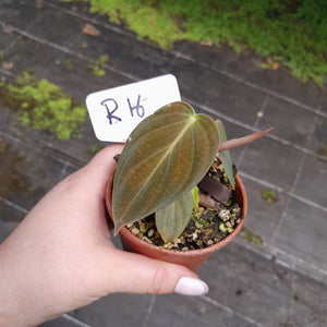 #R116 Philodendron Melanochrysum