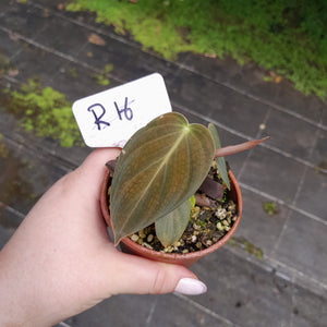#R116 Philodendron Melanochrysum