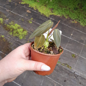 #R116 Philodendron Melanochrysum