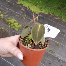 Load image into Gallery viewer, #R116 Philodendron Melanochrysum
