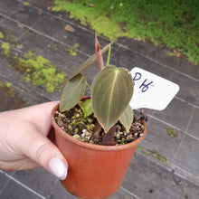Load image into Gallery viewer, #R116 Philodendron Melanochrysum