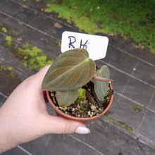 Load image into Gallery viewer, #R116 Philodendron Melanochrysum