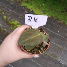 Load image into Gallery viewer, #R116 Philodendron Melanochrysum