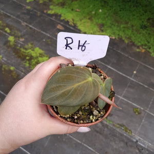 #R116 Philodendron Melanochrysum