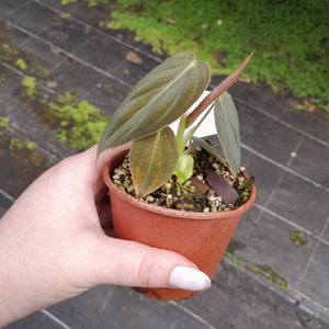 #R116 Philodendron Melanochrysum