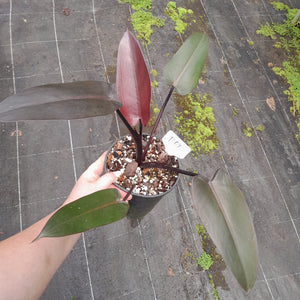 #R67 Philodendron Black Knight