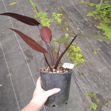 Load image into Gallery viewer, #R67 Philodendron Black Knight
