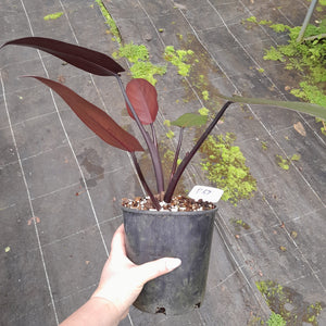 #R67 Philodendron Black Knight