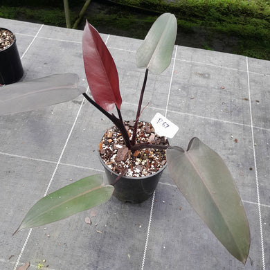 #R67 Philodendron Black Knight