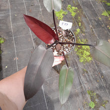 Load image into Gallery viewer, #R67 Philodendron Black Knight
