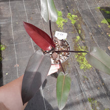 Load image into Gallery viewer, #R67 Philodendron Black Knight