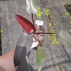 #R67 Philodendron Black Knight