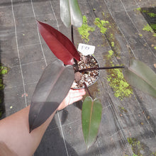 Load image into Gallery viewer, #R67 Philodendron Black Knight